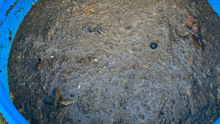 The Pepper Project: Brewing Compost Fertilizer
