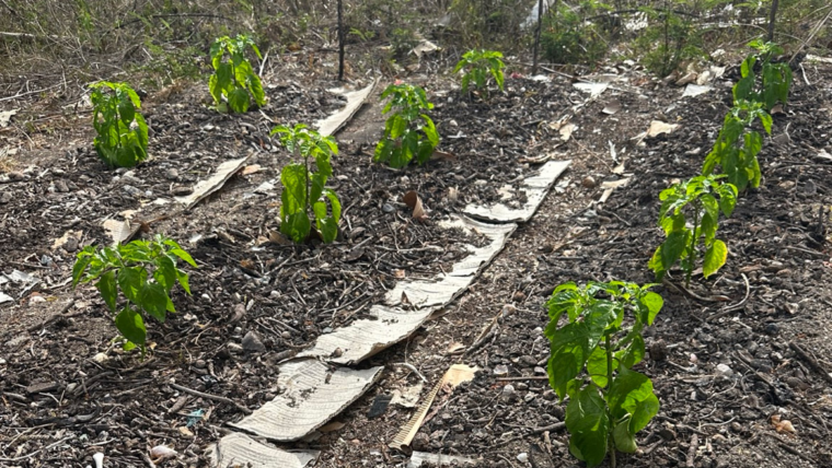 The Pepper Project: Week Two