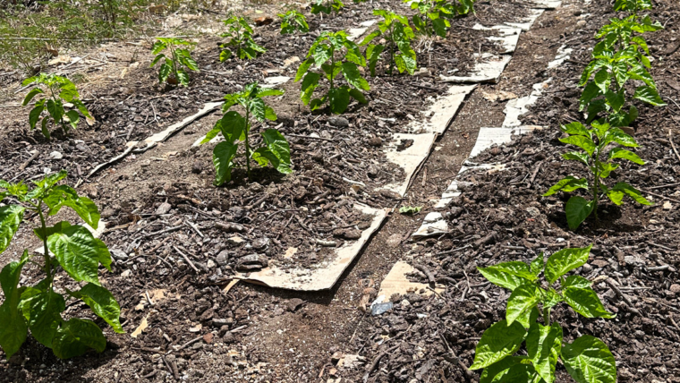 The Pepper Project Begins
