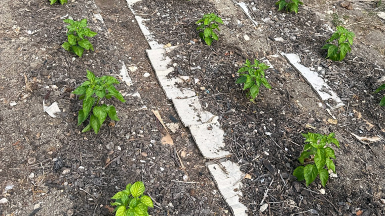 The Pepper Project: First Week