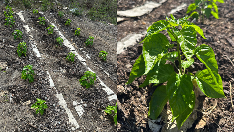 The Pepper Project: First 3 Days