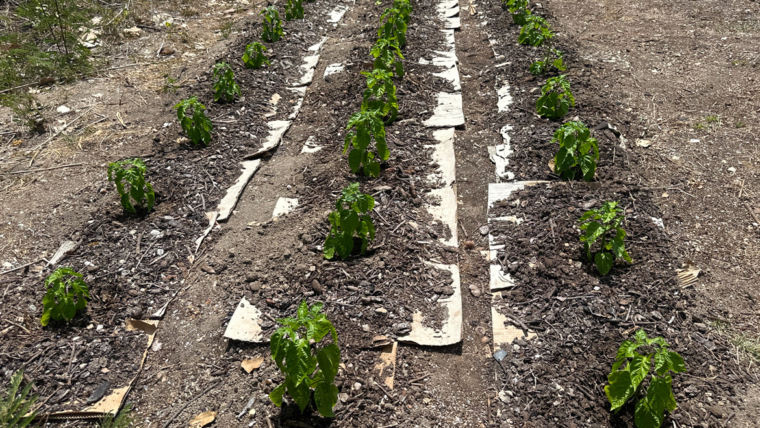 The Pepper Project: First Watering