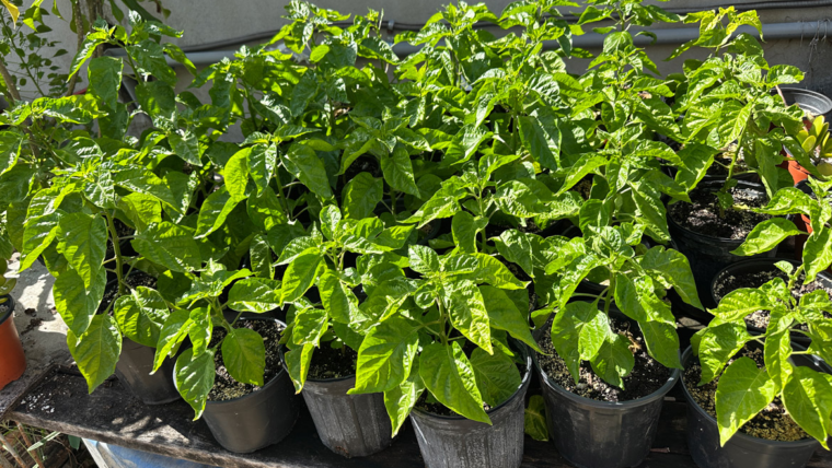 The Pepper Project: Planting Day