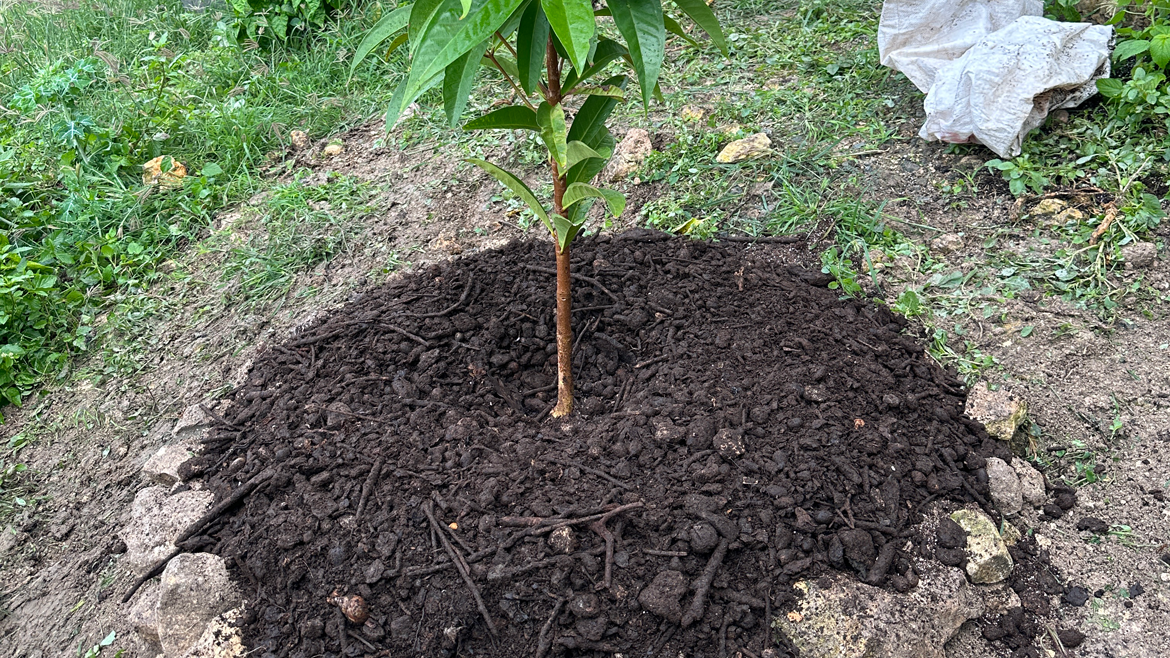 Planting our Malay Apple (Pomerac)